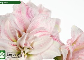 hippeastrum Candy Belle (3)